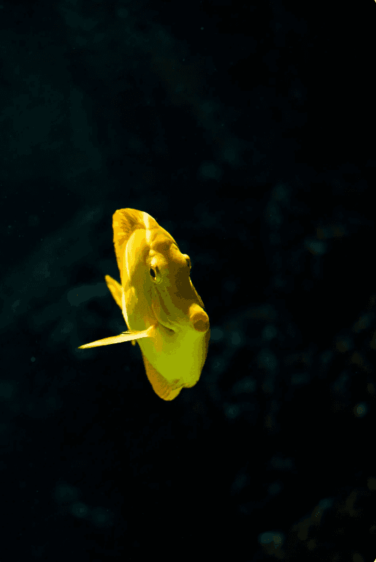 Fish Swimming