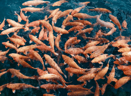 Premium Fish Feed